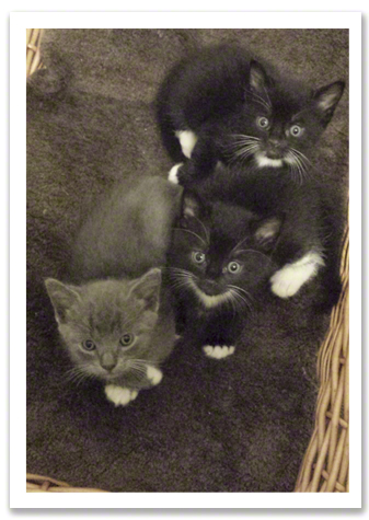 Three little kittens .jpg